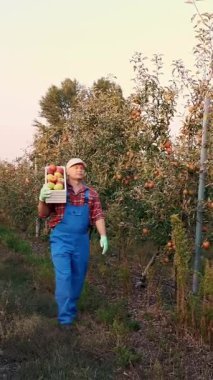 Elmalı çiftçi. Elma hasatı Mutlu adam bir kutu taze toplanmış elma taşıyor. Elma çiftliği bahçesinin arka planında bir sürü olgun meyve var. Gün batımında Sonbahar. Bahçe işleri..
