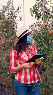 Kadın çiftçi, ziraat uzmanı, koruyucu maskeli, haşerelerden kaçınmak için elma hasadını denetliyor, meyvelerin olgunluğunu kontrol ediyor. Tablete not alır. Meyve bahçesindeki elma ağaçlarının arkaplanı. Sonbahar güneşli bir gün. Bahçe işleri..