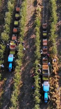 Elma hasatı Aero, üst manzara. Çiftlik bahçesindeki olgun elmaları mevsimlik işçiler topluyor. Traktörler, elma ağaçları arasında taze toplanmış elmalarla dolu tahta kutular taşırlar. Sonbahar güneşli bir gün. Tarım.