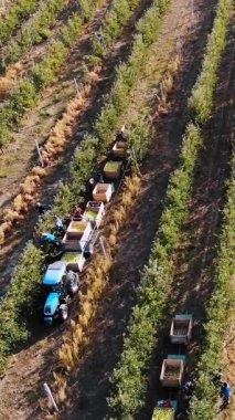 Elma hasatı Aero, üst manzara. Çiftlik bahçesindeki olgun elmaları mevsimlik işçiler topluyor. Traktörler, elma ağaçları arasında taze toplanmış elmalarla dolu tahta kutular taşırlar. Sonbahar güneşli bir gün. Tarım.