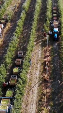 Elma hasatı Aero, üst manzara. Çiftlik bahçesindeki olgun elmaları mevsimlik işçiler topluyor. Traktörler, elma ağaçları arasında taze toplanmış elmalarla dolu tahta kutular taşırlar. Sonbahar güneşli bir gün. Tarım.