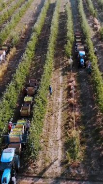 Elma hasatı Aero, üst manzara. Çiftlik bahçesindeki olgun elmaları mevsimlik işçiler topluyor. Traktörler, elma ağaçları arasında taze toplanmış elmalarla dolu tahta kutular taşırlar. Sonbahar güneşli bir gün. Tarım.