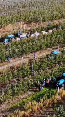 Elma hasatı Aero, üst manzara. Çiftlik bahçesindeki olgun elmaları mevsimlik işçiler topluyor. Traktörler, elma ağaçları arasında taze toplanmış elmalarla dolu tahta kutular taşırlar. Sonbahar güneşli bir gün. Tarım.