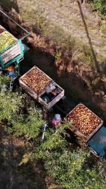 Elma hasatı Aero, üst manzara. Çiftlik bahçesindeki olgun elmaları mevsimlik işçiler topluyor. Traktörler, elma ağaçları arasında taze toplanmış elmalarla dolu tahta kutular taşırlar. Sonbahar güneşli bir gün. Tarım.