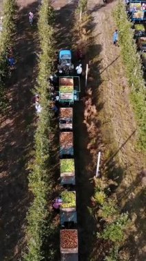 Elma hasatı Aero, üst manzara. Çiftlik bahçesindeki olgun elmaları mevsimlik işçiler topluyor. Traktörler, elma ağaçları arasında taze toplanmış elmalarla dolu tahta kutular taşırlar. Sonbahar güneşli bir gün. Tarım.