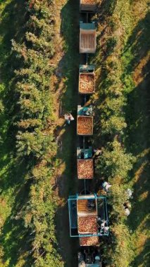 Çiftçiler elma bahçesindeki ağaçlardan sulu olgun elmaları topluyor. Traktör, yeni toplanmış elmalarla dolu büyük tahta kutularla elma ağacı sıralarının arasına yavaşça giriyor. sonbahar