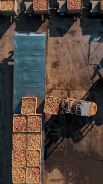 Forklift yükleyicileri yeni toplanmış elmalarla dolu büyük tahta kutuları traktör römorkundan boşaltıp depoya veya elma işleme tesisine taşımak için kamyona yüklüyorlar..