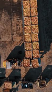 Elma yüklüyorum. Elma yetiştiriciliği. Elma hasatı Elma hasadı. Aero, yukarı aşağı. Hava manzaralı. Elma kutusu. Taze toplanmış elma yükleme ve boşaltma, onların daha ileri ulaşım