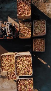 Elma kutusu. Elma hasatı Elma hasadı. Forklift yükleyicisi, yeni toplanmış elmalarla dolu büyük tahta kutuları üst üste yığar. Açık havada. Hava manzaralı. Üstü açık. elma yetiştiriciliği