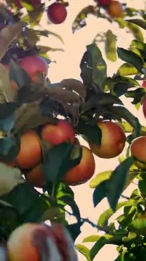 Elma hasadı. organik meyve. Elma yetiştiriciliği. Yakın plan. Elma hasadı. Bahçıvanlık. organik gıda. Elmalar güneşte parlıyor. eko bahçesi.