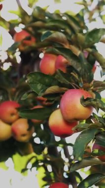 Elma hasadı. organik meyve. Elma yetiştiriciliği. Yakın plan. Elma hasadı. Bahçıvanlık. organik gıda. Elmalar güneşte parlıyor. eko bahçesi.