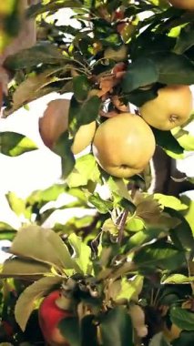 Elma hasadı. organik meyve. Elma yetiştiriciliği. Yakın plan. Elma hasadı. Bahçıvanlık. organik gıda. Elmalar güneşte parlıyor. eko bahçesi.