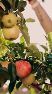 Elma hasadı. organik meyve. Elma yetiştiriciliği. Yakın plan. Elma hasadı. Bahçıvanlık. organik gıda. Elmalar güneşte parlıyor. eko bahçesi.