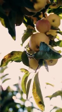 Elma hasadı. organik meyve. Elma yetiştiriciliği. Yakın plan. Elma hasadı. Bahçıvanlık. organik gıda. Elmalar güneşte parlıyor. eko bahçesi.