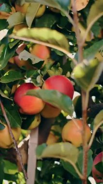 Elma hasadı. organik meyve. Elma yetiştiriciliği. Yakın plan. Elma hasadı. Bahçıvanlık. organik gıda. Elmalar güneşte parlıyor. eko bahçesi.