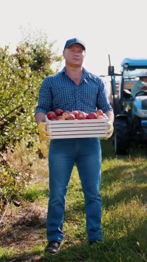 Elma hasadı. Çiftçi. İşçiler meyve bahçesinden olgun elma topluyor. Bahçıvanlık. organik meyve. Elma hasadı. Elma yetiştiriciliği. organik gıda. eko bahçesi.