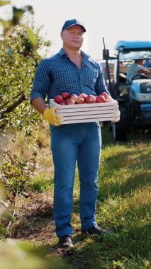 Elma hasadı. Çiftçi. İşçiler meyve bahçesinden olgun elma topluyor. Bahçıvanlık. organik meyve. Elma hasadı. Elma yetiştiriciliği. organik gıda. eko bahçesi.