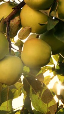 Elmalar. organik meyve. Elma yetiştiriciliği. Yakın plan. Taze elmalar dalda, güneş ışığında, meyve bahçesinde yetişir. Eko bahçesi. Bahçıvanlık. organik gıda. elma hasadı