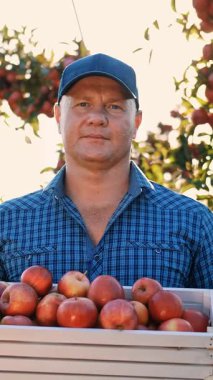 Mutlu çiftçi kırmızı, taze toplanmış olgun elmalarla dolu tahta bir kutu tutuyor. Gülümseyen bir şekilde kameraya bakıyor, elma bahçesinin arka planında, gün ışığında..