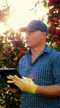 Elma hasadı. Tabletli çiftçi. Hasat teftişi. Tarım uzmanı, gün batımında elma bahçesinde çalışırken dijital tablet kullanıyor. Tarım teknolojisi.