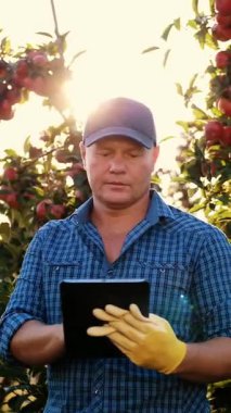 Elma hasadı. Tabletli çiftçi. Hasat teftişi. Tarım uzmanı, gün batımında elma bahçesinde çalışırken dijital tablet kullanıyor. Tarım teknolojisi.