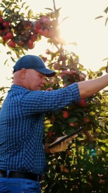 Elma hasadı. Tabletli çiftçi. Hasat teftişi. Tarım uzmanı, gün batımında elma bahçesinde çalışırken dijital tablet kullanıyor. Tarım teknolojisi.