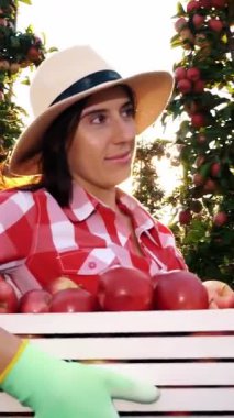 Elma hasatı Mutlu, gülümseyen kadın çiftçi, ekose gömlekli ve şapkalı, yeni toplanmış kırmızı elmalarla dolu bir kutu tutuyor, elma ağaçları arasında yürüyor, güneş ışığında. Elma yetiştiriciliği. Bahçıvanlık.