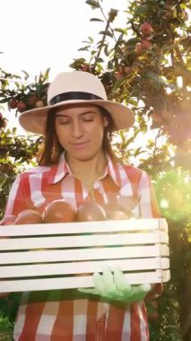 Elma hasatı Mutlu, gülümseyen kadın çiftçi, ekose gömlekli ve şapkalı, yeni toplanmış kırmızı elmalarla dolu bir kutu tutuyor, elma ağaçları arasında yürüyor, güneş ışığında. Elma yetiştiriciliği. Bahçıvanlık.