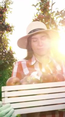 Elma hasatı Mutlu, gülümseyen kadın çiftçi, ekose gömlekli ve şapkalı, yeni toplanmış kırmızı elmalarla dolu bir kutu tutuyor, elma ağaçları arasında yürüyor, güneş ışığında. Elma yetiştiriciliği. Bahçıvanlık.