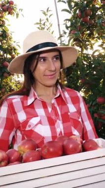 Elma hasatı Mutlu, gülümseyen kadın çiftçi, ekose gömlekli ve şapkalı, yeni toplanmış kırmızı elmalarla dolu bir kutu tutuyor, elma ağaçları arasında yürüyor, güneş ışığında. Elma yetiştiriciliği. Bahçıvanlık.