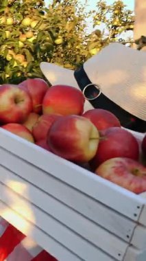 Elma hasatı Arkadan bak. Kadın çiftçi, ekose gömlekli ve şapkalı, elinde taze toplanmış kırmızı elmalarla güneş ışığında elma ağaçlarının arasında yürüyor. Elma yetiştiriciliği. Bahçıvanlık