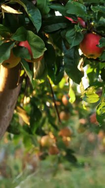 Elma bahçesi. Sulama sistemi. Yakın plan. Otomatik sulama sistemi gün batımında elma bahçesinde çalışıyor. Su damlaları güneş ışığında parlıyor..
