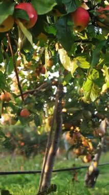 Elma bahçesi. Sulama sistemi. Yakın plan. Gün batımında, elmanın bahçesindeki su arıtma sisteminde bozulma. Su damlaları güneş ışığında parlıyor..