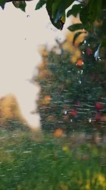 Elma bahçesi. Sulama sistemi. Yakın plan. Otomatik sulama sistemi gün batımında elma bahçesinde çalışıyor. Su damlaları güneş ışığında parlıyor..