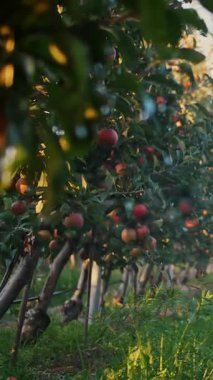Elma bahçesi. Sulama sistemi. Yakın plan. Otomatik sulama sistemi gün batımında elma bahçesinde çalışıyor. Su damlaları güneş ışığında parlıyor..