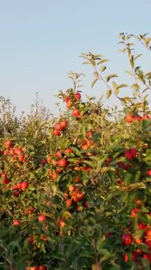 Elma bahçesi. Elma hasatı Gün batımında, güneş ışığında, ağaç dallarında olgunlaşmış, kırmızı, sulu elmalarla güzel bir elma bahçesi. organik meyve. Eko bahçesi. Bahçıvanlık. organik gıda.