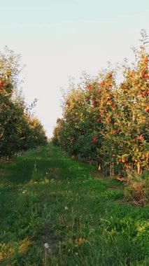 Elma bahçesi. Elma hasatı Gün batımında, güneş ışığında, ağaç dallarında olgunlaşmış, kırmızı, sulu elmalarla güzel bir elma bahçesi. organik meyve. Eko bahçesi. Bahçıvanlık. organik gıda.