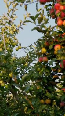 Elma bahçesi. Elma hasatı Gün batımında, güneş ışığında, ağaç dallarında olgunlaşmış, kırmızı, sulu elmalarla güzel bir elma bahçesi. organik meyve. Eko bahçesi. Bahçıvanlık. organik gıda.