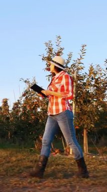 Elma hasadı. Tabletli çiftçi. Kadın çiftçi, ekose gömlekli ve şapkalı, elinde dijital tabletle, gün batımında elma bahçesinde olgun elma ağaçlarının arasında yürüyor. yan görünüm.