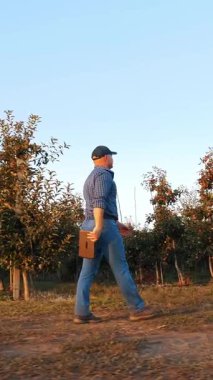 Elma hasadı. Dijital tabletli çiftçi, gün batımında elma bahçesinde olgun elma ağaçlarının arasında yürüyor. yan görünüm.