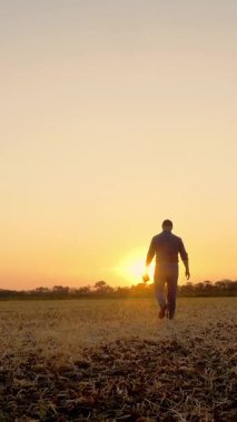 Çiftçi gün batımında yürüyor. Çiftçilik. Çiftçi silueti. Elinde dijital tabletle, gün batımında ya da yükselen güneşin altında biçilmiş bir tarlada yürüyen çiftçi. tarım tarım sektörü kavramı.