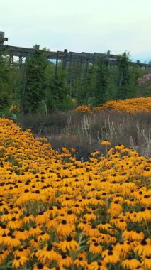 Daimi Rudbeckia. Parlak sarı çiçekli bir tarla.