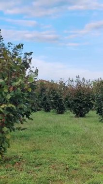 Fındık çalıları çiftlikte yetiştirilir.