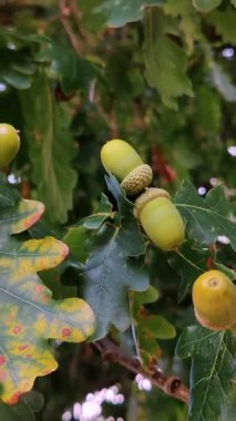 Meşe ağacının dalında olgunlaşmış meşe palamutları. Yazın orman.