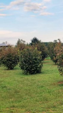 Fındık çalıları çiftlikte yetiştirilir.
