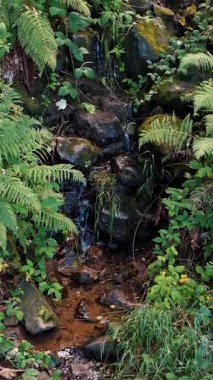 Ormanda küçük bir dere. Dağlarda küçük bir şelale. Yaz boyunca Alpler 'de.