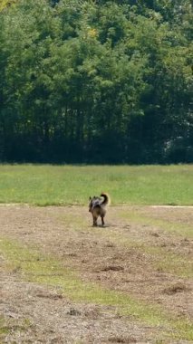 Köpek çobanı güneşli arazide koşuyor. Yaşam tarzı. Agro. Yüksek kalite 4k görüntü