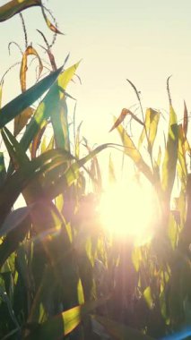 Yaz günbatımında bir mısır tarlası.