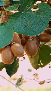 Ağaçta olgun kiwifruit toplanmadan önce yapraklarla çevrili. Çiftçilik ve hasat kavramı. Yakın plan. Altın ya da yeşil kivi, meyve bahçesindeki kivi ağacında asılı kıllı meyveler. Günbatımında güneşte sonbahar. Yüksek kalite 4k görüntü