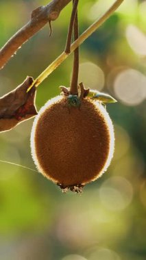 Ağaçta olgun kiwifruit toplanmadan önce yapraklarla çevrili. Çiftçilik ve hasat kavramı. Yakın plan. Altın ya da yeşil kivi, meyve bahçesindeki kivi ağacında asılı kıllı meyveler. Günbatımında güneşte sonbahar.